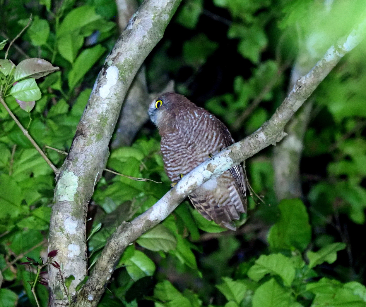 image Christmas Island Boobook